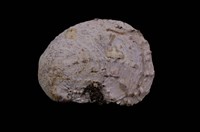 藏品(刺面舟螺)的圖片